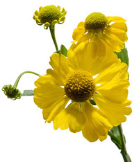 PHOTO: Helenium 'Waltraut'