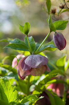 PHOTO: Helleborus orientalis