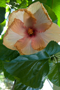 PHOTO: Hibiscus rosa-sinensis 'Erin Rachel'