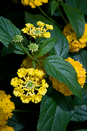 PHOTO: Lantana camara 'New Gold'