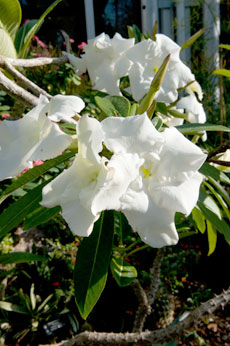  Pachypodium decaryi
