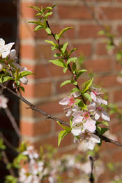 PHOTO: Prunus jacquemontii x japonica 'Joel'