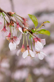 PHOTO: Prunus subhirtella 'Autumnalis'