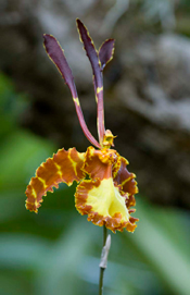 PHOTO: Psychopsis Kahili
