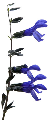 PHOTO: Salvia guaranitica
