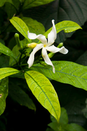 PHOTO: Tabernaemontana holstii