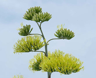 PHOTO: Agave Americana in bloom