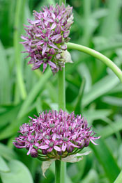 PHOTO: Allium 'Firmament'