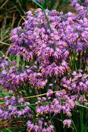 PHOTO: Ozawa onion