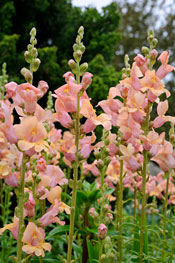 PHOTO: Antirrhinum majus 'Trumpet Tangerine'