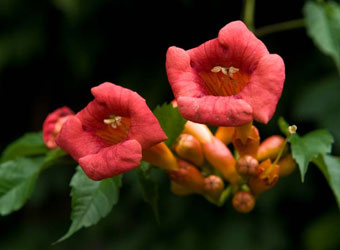 PHOTO: Campsis radicans