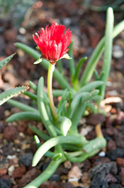 PHOTO: Cephalophyllum alstonii