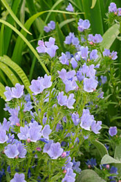 PHOTO: Echium plantagineum 'Blue Bedder'