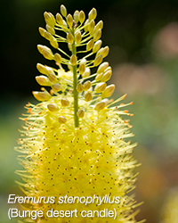 Eremurus stenophyllus