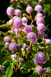PHOTO: Gnome Pink globe amaranth