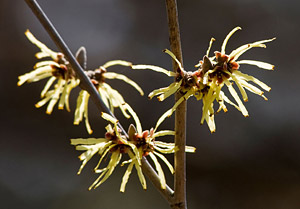 PHOTO: Hamamelis x intermedia