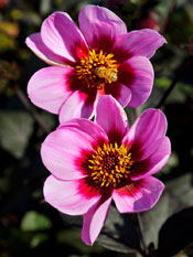 PHOTO: Happy Single Wink dahlia