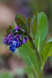 PHOTO: Mertensia virginica