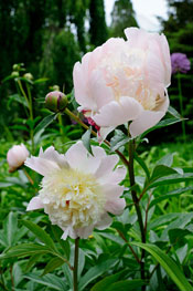 PHOTO: Paeonia 'Dolorodell'