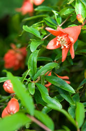 PHOTO: Punica granatum 'Nana'