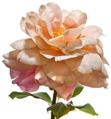 PHOTO: Rosa 'Distant Drums'