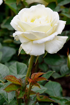 PHOTO: Rosa 'Moondance'