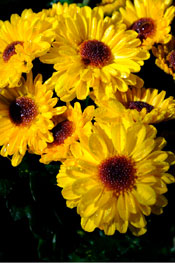 PHOTO: Vyron mum