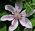 PHOTO: Clematis