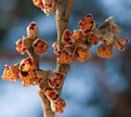 PHOTO: Hamamelis x intermedia 'Jelena'