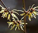 PHOTO: Hamamelis vernalis 'Klmnineteen'