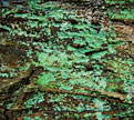 PHOTO: Moss and lichen