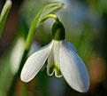 PHOTO: snowdrops