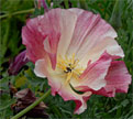 PHOTO: Tufted California poppy