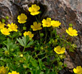 PHOTO: buttercup