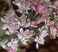 PHOTO: crabapple