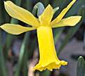 PHOTO: narcissus