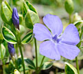 PHOTO: periwinkle "sterling silver"