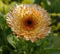 PHOTO: pot marigold