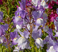 PHOTO: toadflax mix
