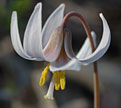 PHOTO: trout lily