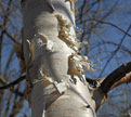 PHOTO: Birch