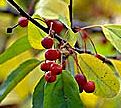 PHOTO: crabapple