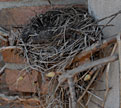PHOTO: empty nest
