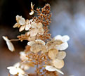 PHOTO: hydrangea
