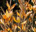 PHOTO: anemone seedhead