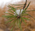 PHOTO: willows