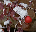 PHOTO: Korean pine