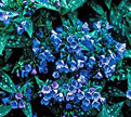 PHOTO: pulmonaria