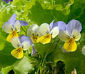 PHOTO: Pansies