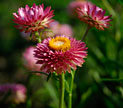 PHOTO: strawflower